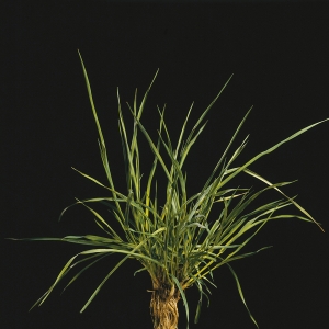 Timothy - Phleum Pratense