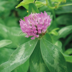 Red Clover Overseeding Don’t Be Overoptimistic With Clover