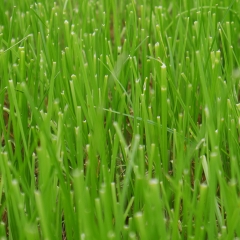 Versatile Varieties Killylea and Tollymore