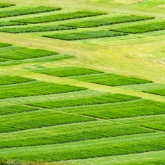 Grass Field Trials