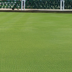 Bank On Browntop For Sustainable Overseeding