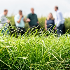 Barenbrug and AFBI Partnership