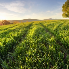 Spring Grass Growth