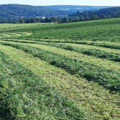 Grass Silage