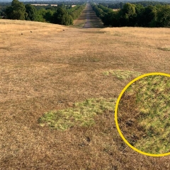 SGT All Hard Fescue