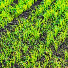 Rethinking Reseeding