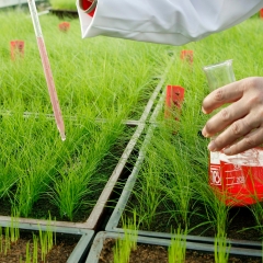 Disease Tolerance and Sustainability