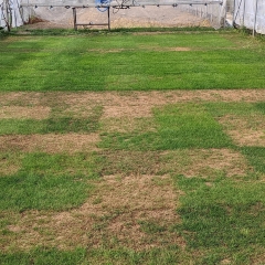Breeding For A Changing Climate Rethinking Turfgrass For The Future